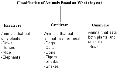 Where can I find a list of omnivorous animals?