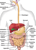 Digestive nervous system in english