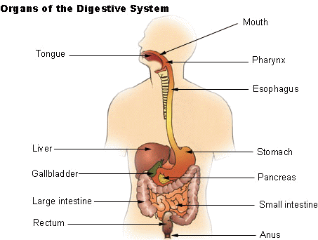 organs of human body. Digesting means breaking food