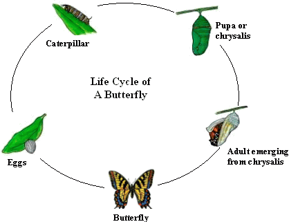 Butterfly Stages