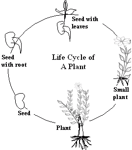 Life cycle of a plant worksheets | Tutorvista Answers